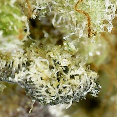 hawaiian pineapple by pineapple buds strain review by terple grapes 2