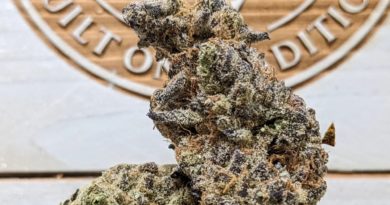 hawaiian pineapple by pineapple buds strain review by terple grapes