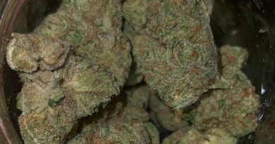 hollywood pure kush by heady monster strain review by feartheterps