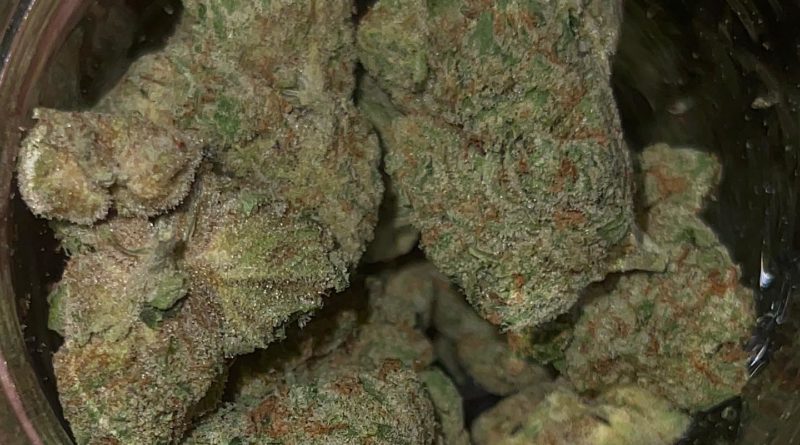 hollywood pure kush by heady monster strain review by feartheterps