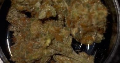 juicy fruit by shamrock exotics strain review by feartheterps