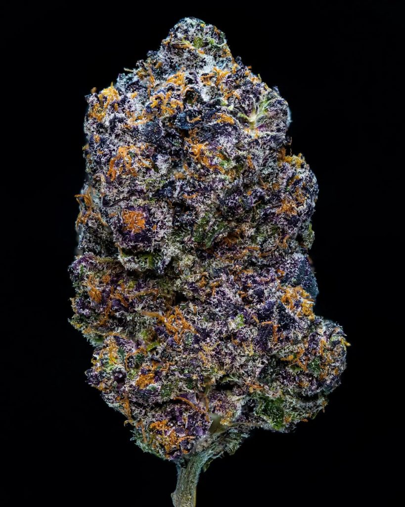 kulfi by the world is yours strain review by thebudstudio 2