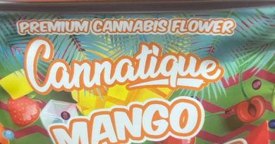 mango milkshake by cannatique strain review by feartheterps