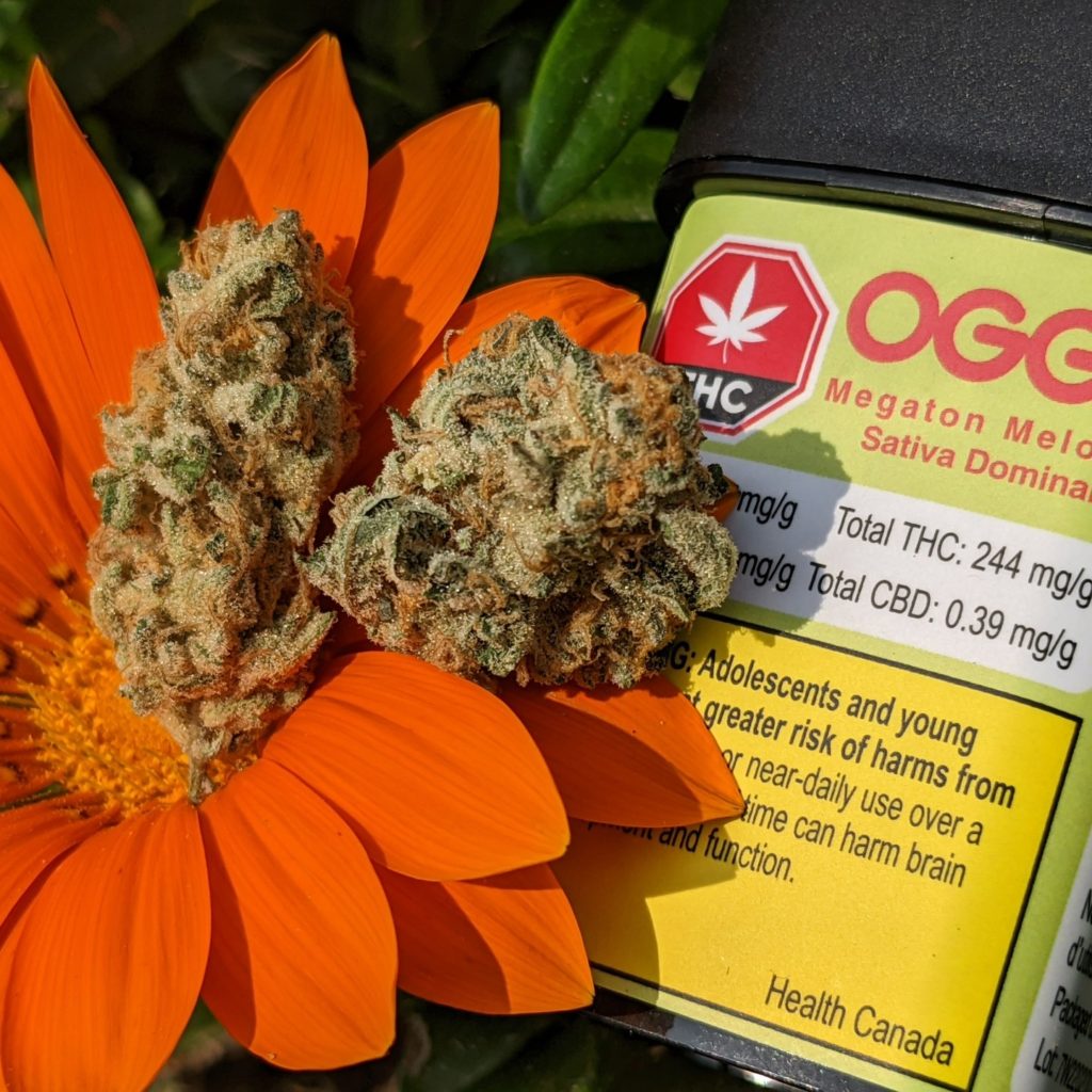 megaton melon #4 by ogen strain review by terple grapes