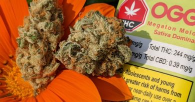 megaton melon #4 by ogen strain review by terple grapes