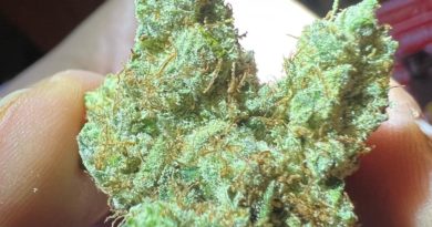 nyc diesel by dorsia worldwide strain review by hazeandsour