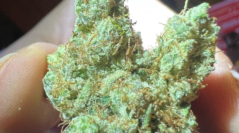 nyc diesel by dorsia worldwide strain review by hazeandsour