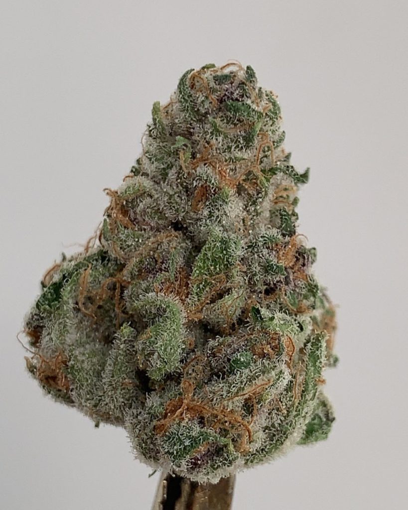 orange apricot by jungle boys strain review by wl_official619 2