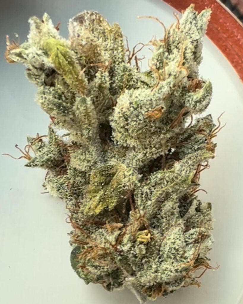 piffrican haze by inspiration seed co strain review by hazeandsour