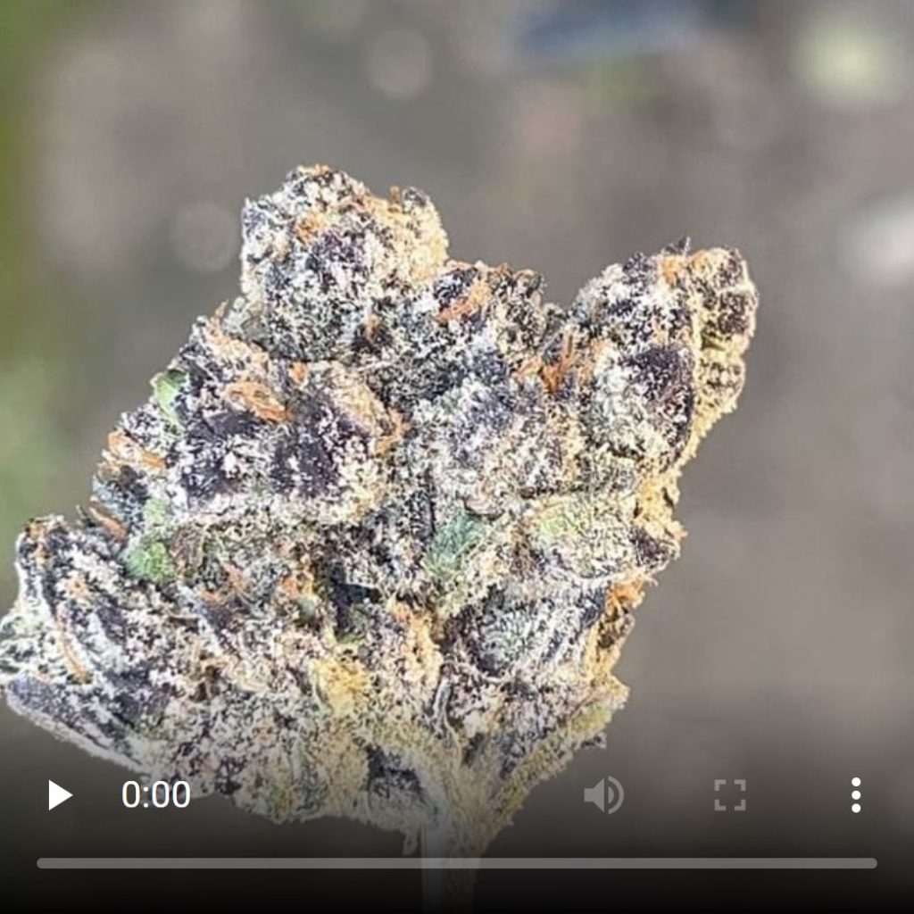 pika blue chew by babybuckettt x teds budz strain review by thethcspot 2