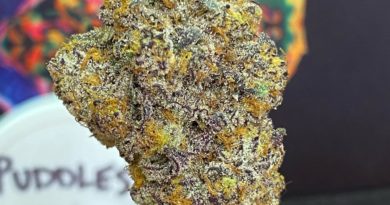 puddles by fresh vibez flower co strain review by cali_bud_Reviews