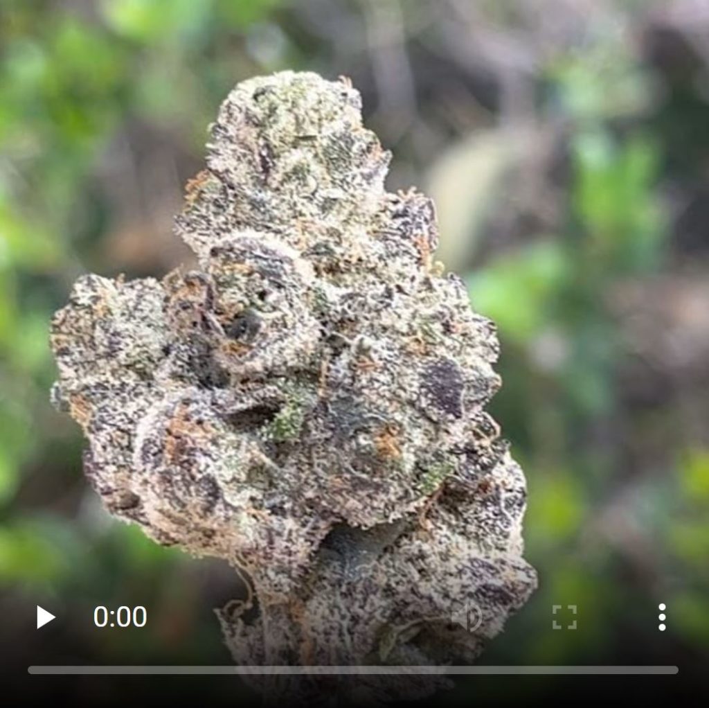 revenge of the squid by teds budz strain review by thethcspot 3