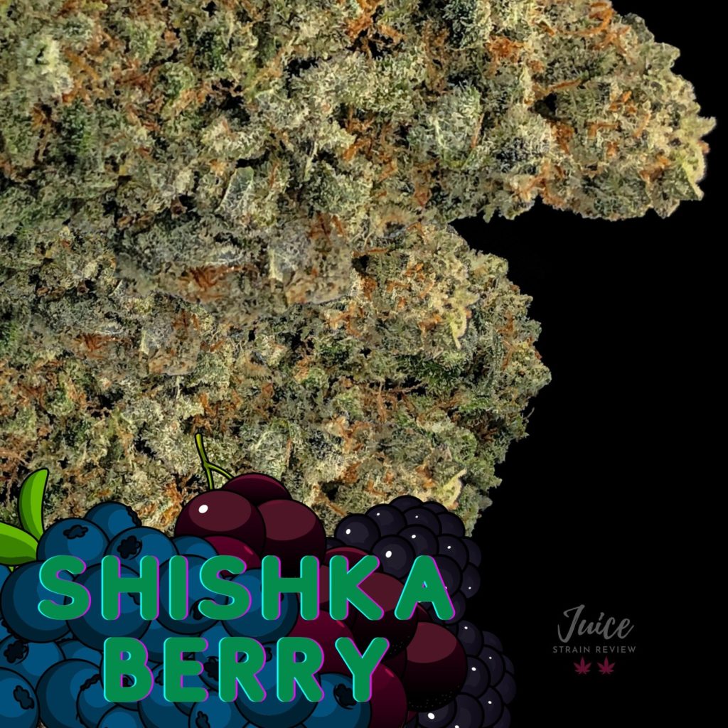 shishkaberry by barney's farm strain review by cannabisseur604