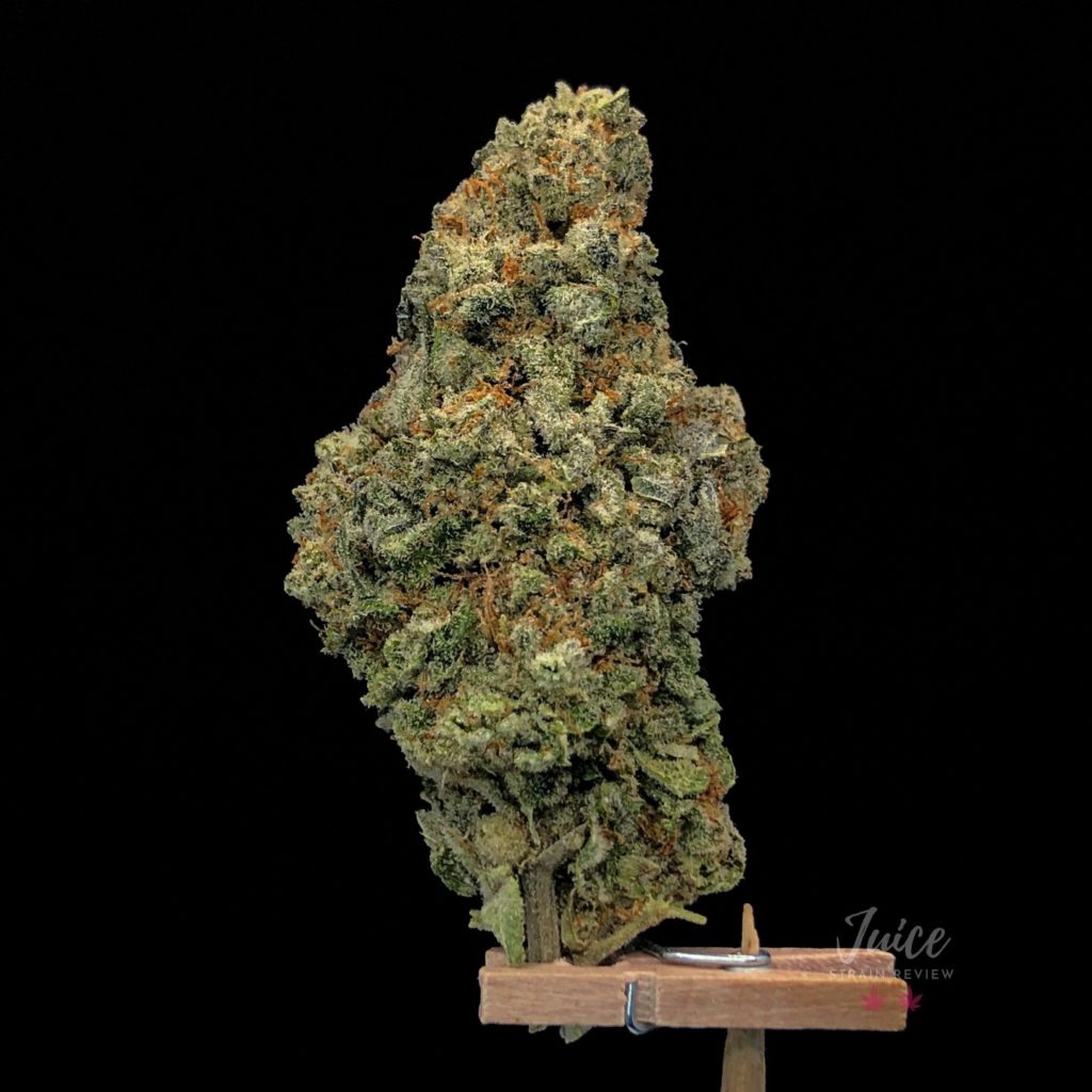 shishkaberry by barney's farm strain review by cannabisseur604 2