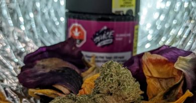 slurricane mints by plantation ceres strain review by terple grapes