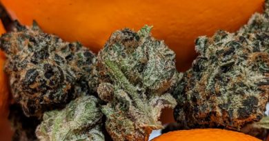 terple by tribal strain review by terple grapes 2