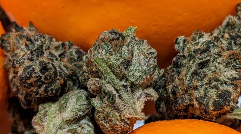terple by tribal strain review by terple grapes 2
