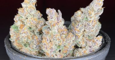 tropical infusion by high noon cultivation strain review by pnw.chronic