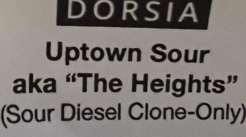 uptown sour diesel aka the heights by dorsia strain review by hazeandsour