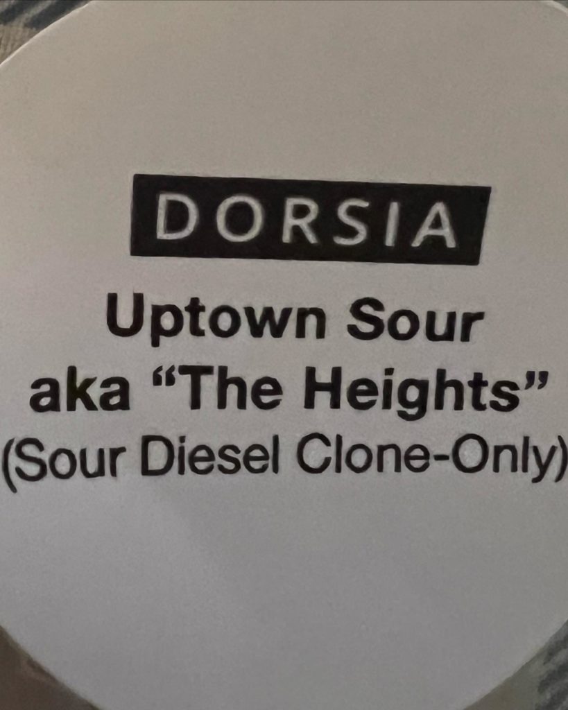 uptown sour diesel aka the heights by dorsia strain review by hazeandsour