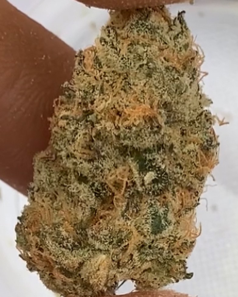 wonka by russian assassin boyz strain review by jaz_reviews_ca