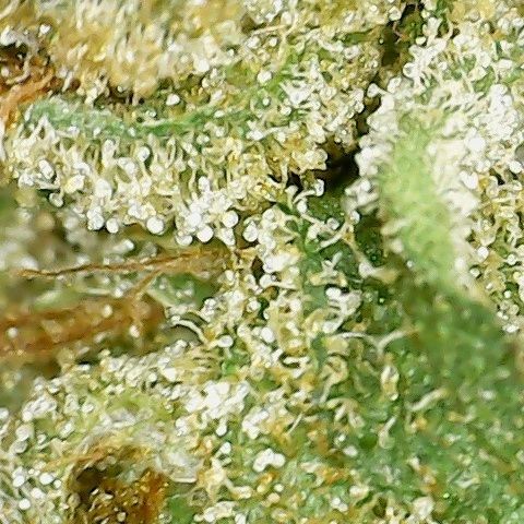 zsweet by 5 points strain review by terple grapes