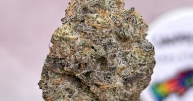 candy man by fresh vibez flower co strain review by bccalibudreviews