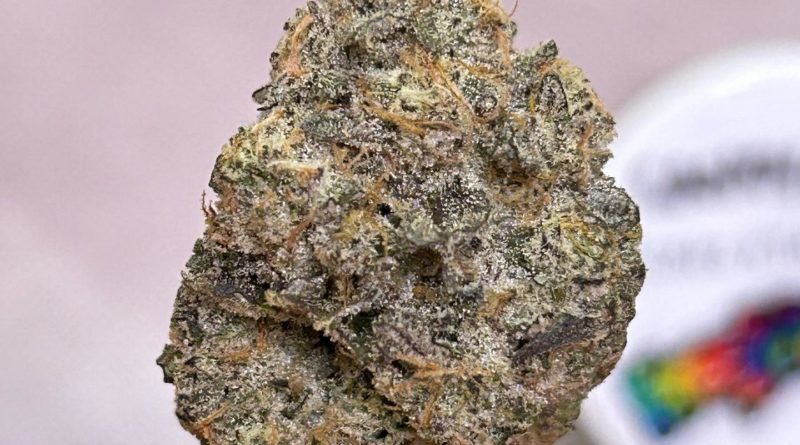 candy man by fresh vibez flower co strain review by bccalibudreviews