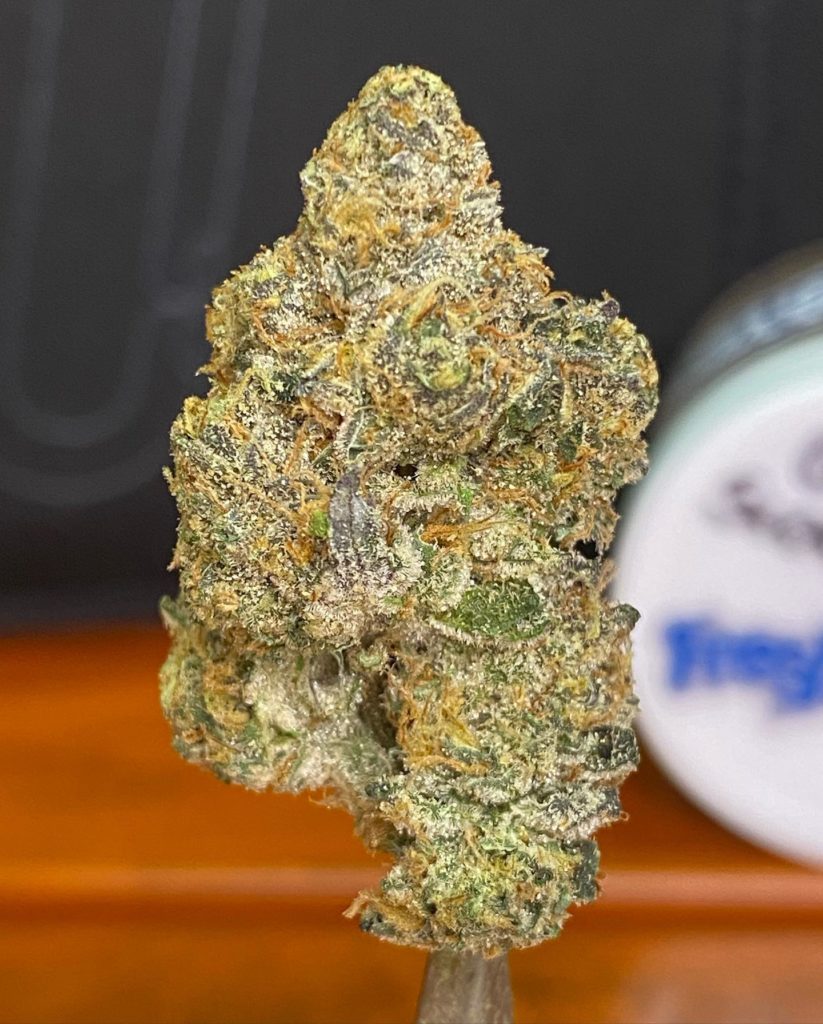 forum cut gsc by fresh vibez flower co strain review by bccalibudreviews 2