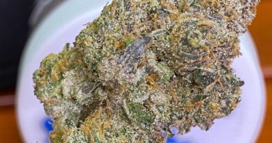 forum cut gsc by fresh vibez flower co strain review by bccalibudreviews