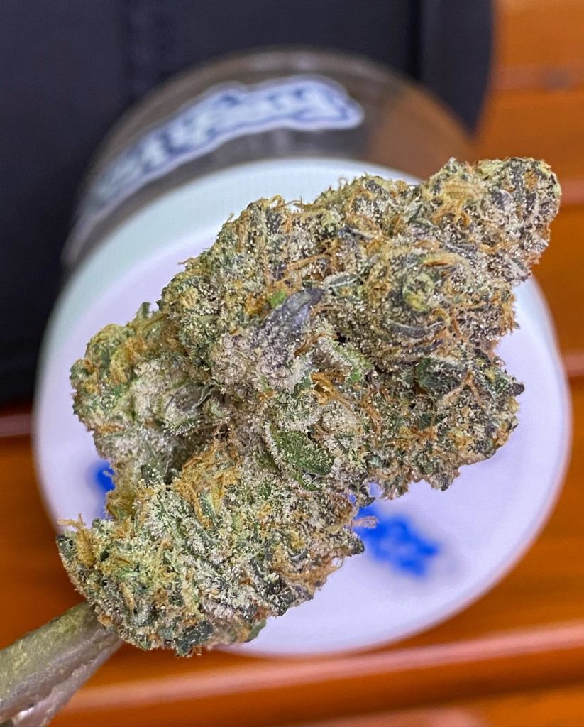 forum cut gsc by fresh vibez flower co strain review by bccalibudreviews