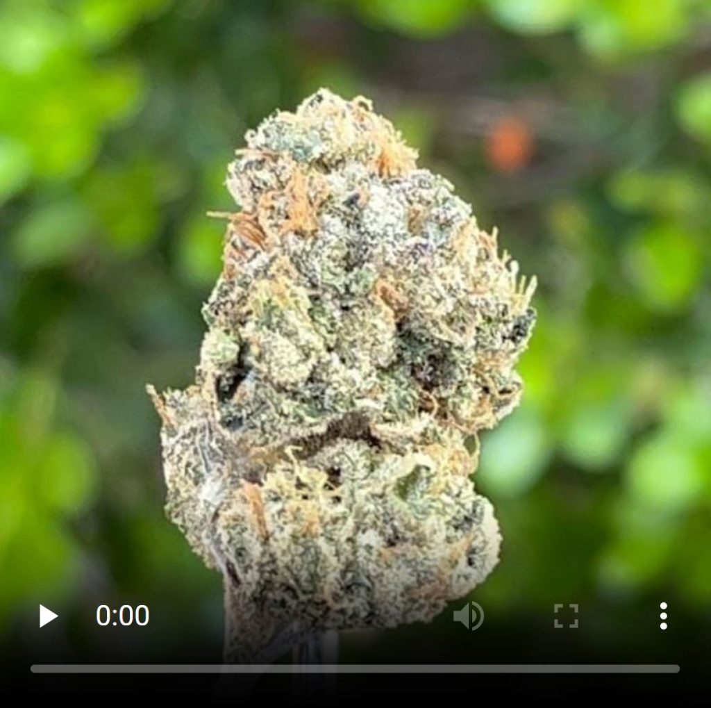 gum bubble by anti mids club t's trees strain review by thethcspot 3