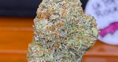 la pop rocks by fresh vibez flower co strain review by bccalibudreviews