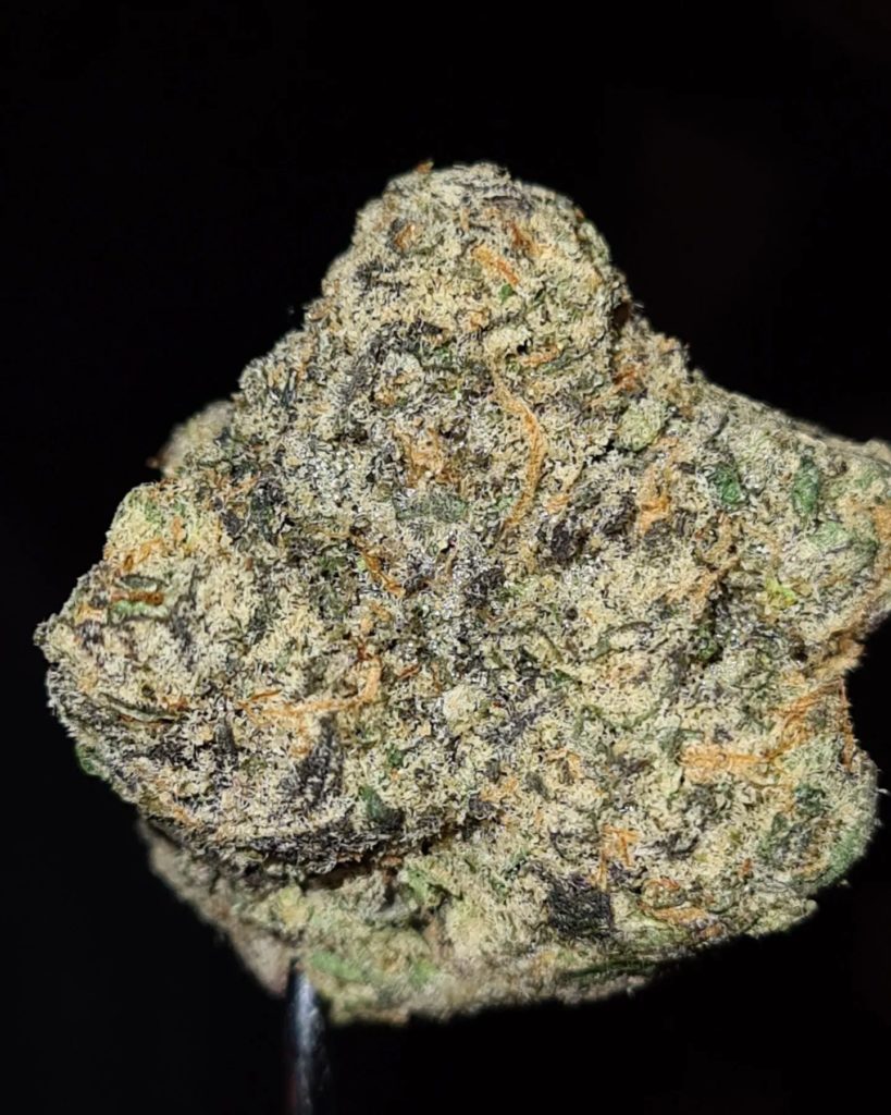 maine lobster tail by the tenco strain review by cannoisseurselections 2
