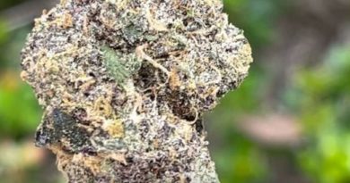 rainbow x by doja exclusive strain review by thethcspot