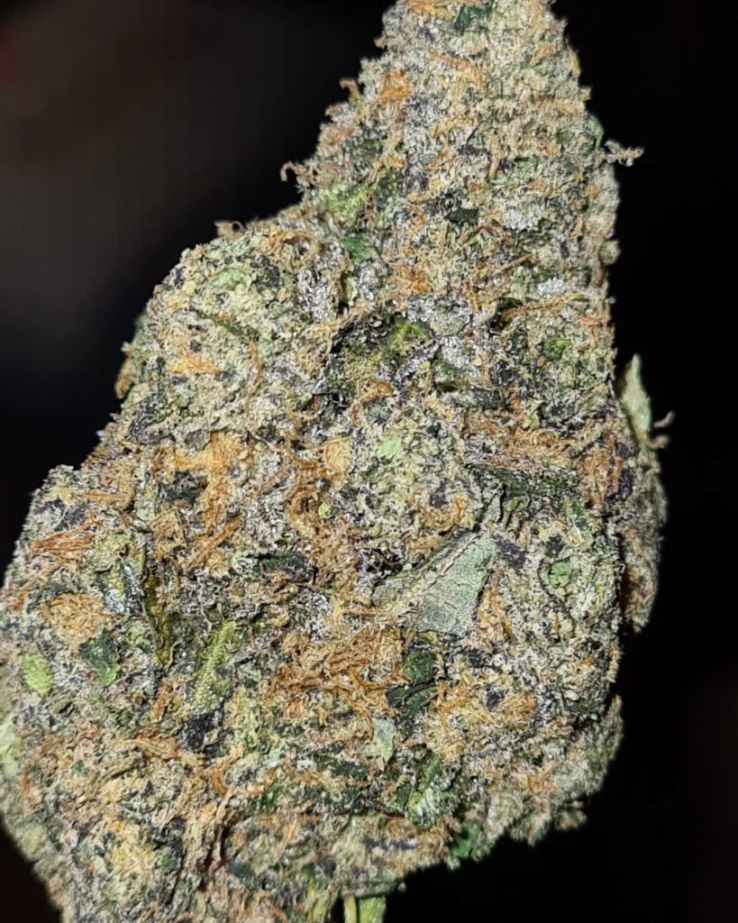 tenbanger 22 by the tenco strain review by cannoisseurselections 2