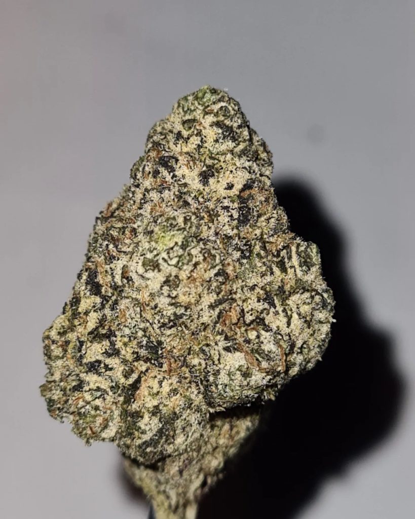 tenpura by the tenco strain review by cannoisseurselections 2