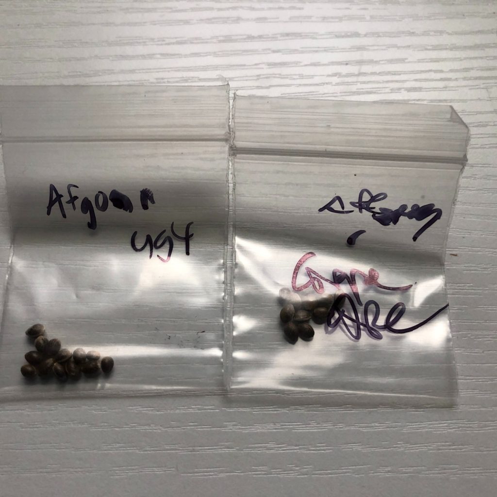 afglue and afgrape seeds from cured cup 2023