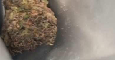 all time high by traditional strain review by thecannaisseurking