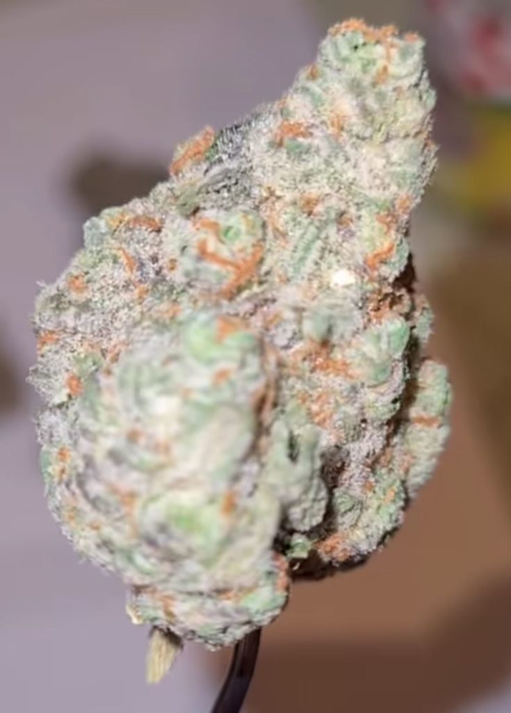 apple jam by jungle boys strain review by cannoisseurselections 3