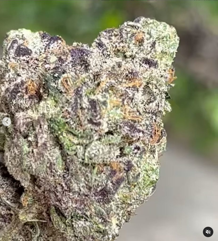 badger milk by teds budz x the flower district strain review by thethcspot 2