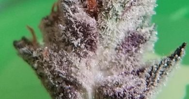 chunky diesel by cresco cannabis strain review by chauncey_thecannaseur