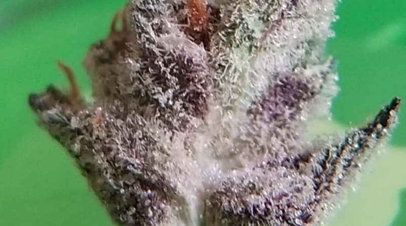 chunky diesel by cresco cannabis strain review by chauncey_thecannaseur