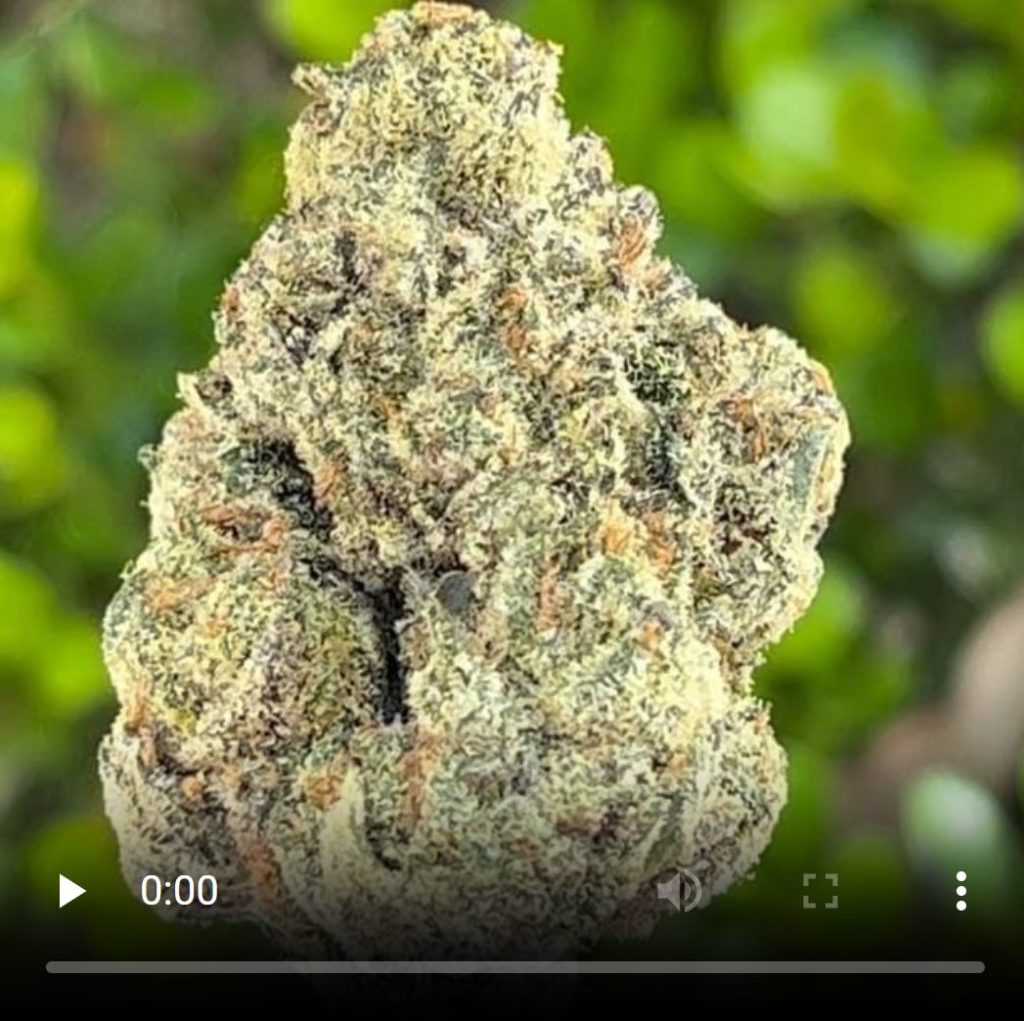 coffin candy by planta strain review by thethcspot