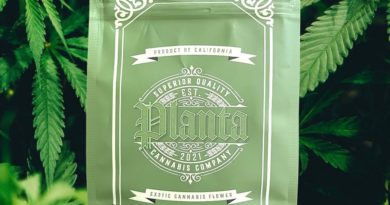 coffin candy by planta strain review by thethcspot 2