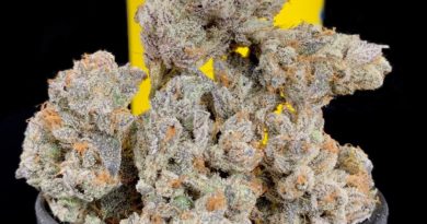 dirty bird by eastwood gardens strain review by pnw.chronic