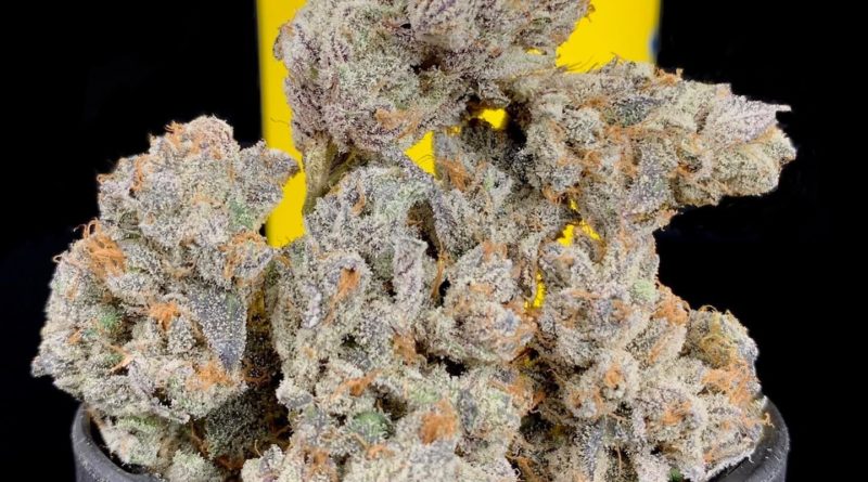 dirty bird by eastwood gardens strain review by pnw.chronic