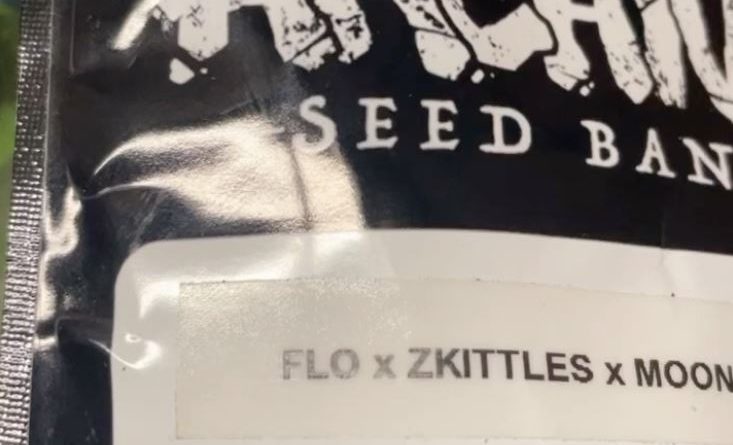 flo x zkittlez x moonbow 112 by archive seed bank strain review by letmeseewhatusmokin