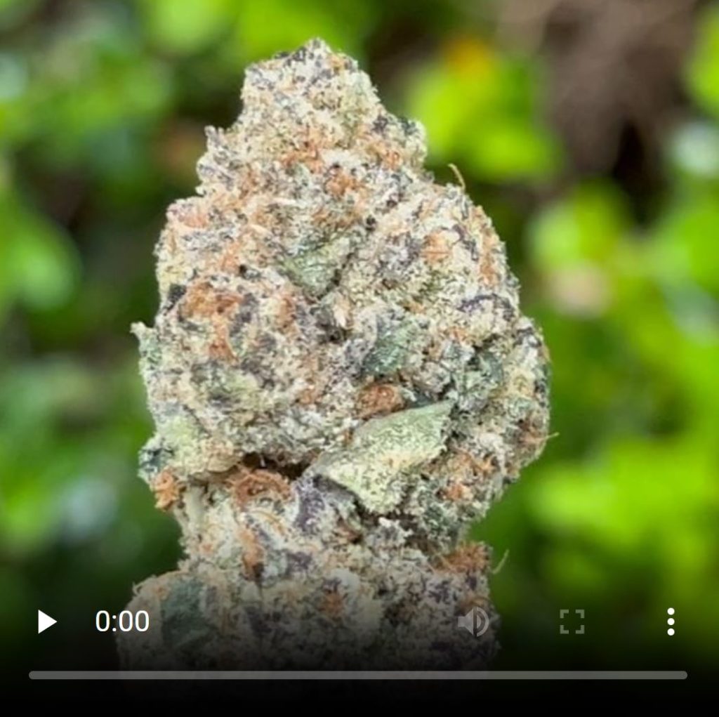 gauyaba by anti mids club strain review by thethcspot 2