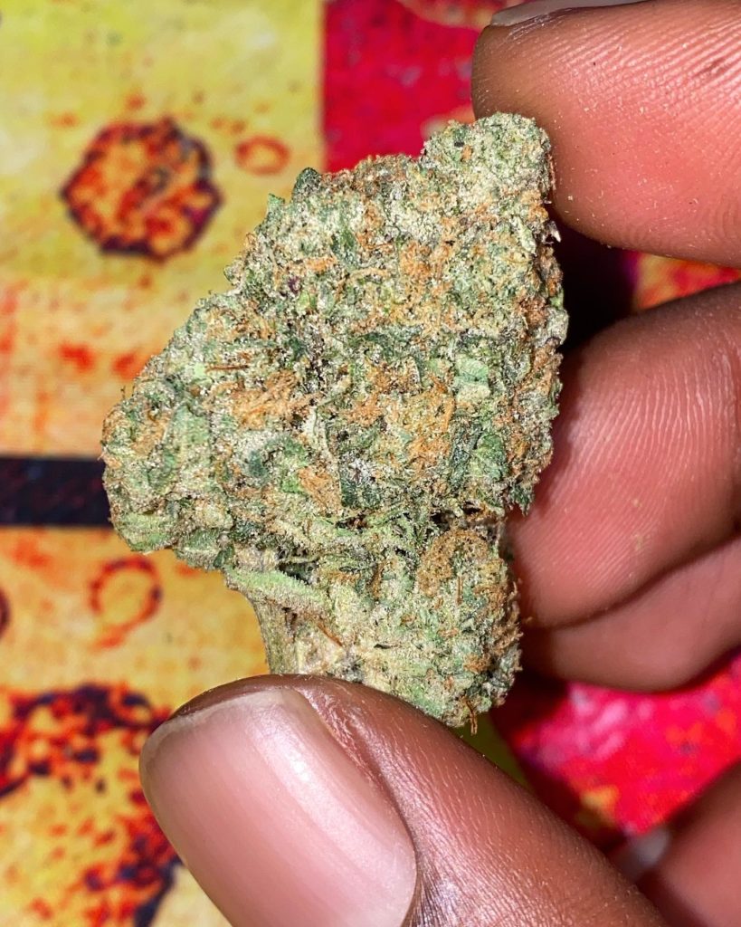 gobstoppers by playbook genetics strain review by dopamine 2